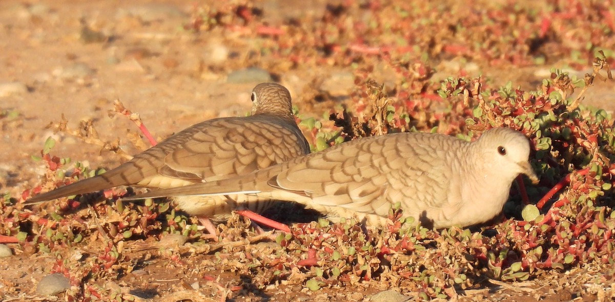 Inca Dove - ML645814648