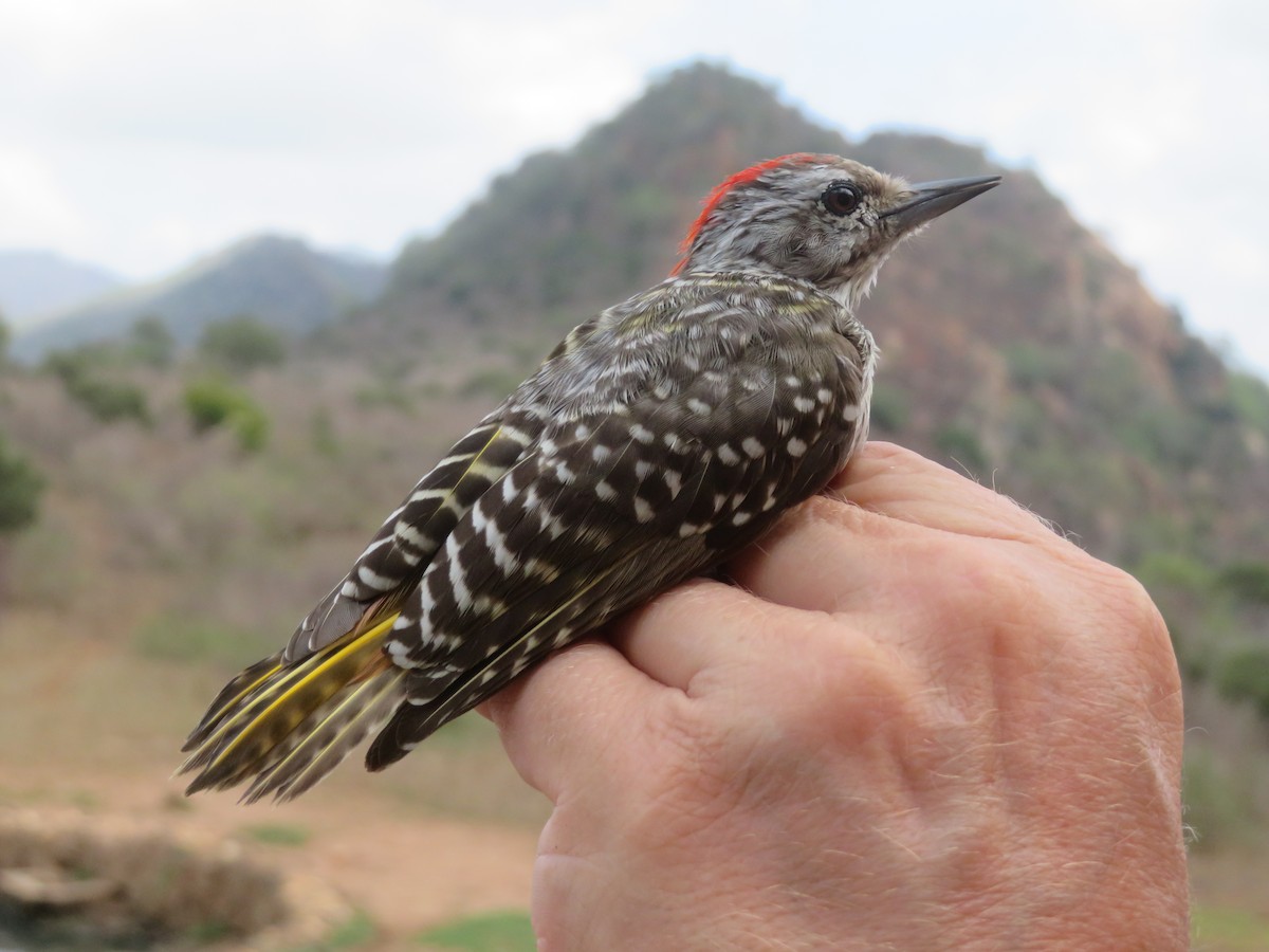 Cardinal Woodpecker - ML645814649