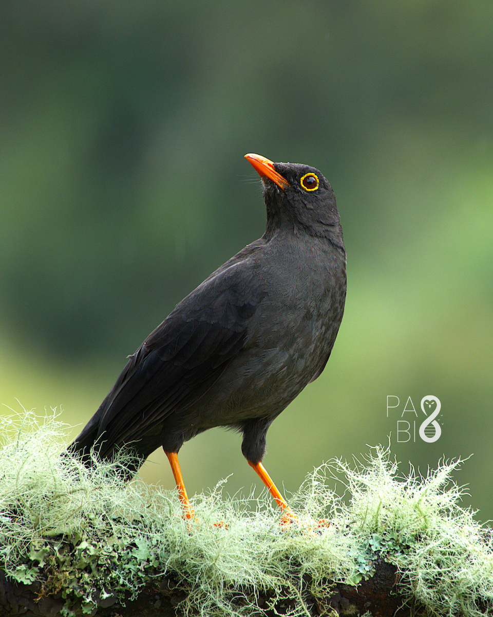 Great Thrush - ML645814650