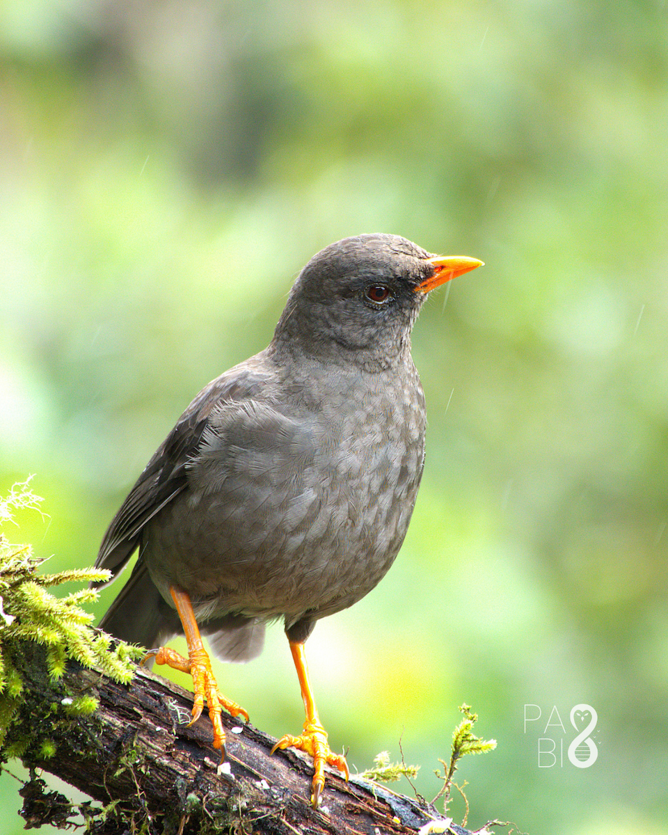 Great Thrush - ML645814651