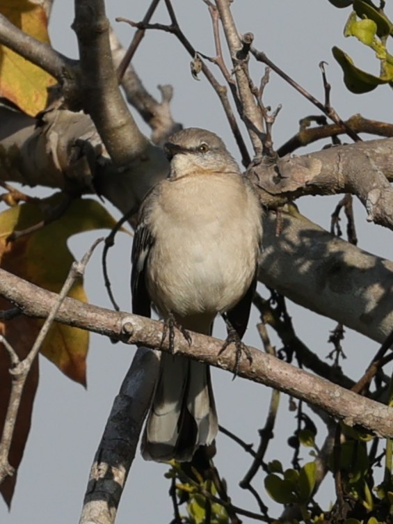 Northern Mockingbird - ML645814652