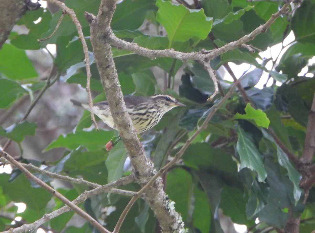 Northern Waterthrush - ML645814656