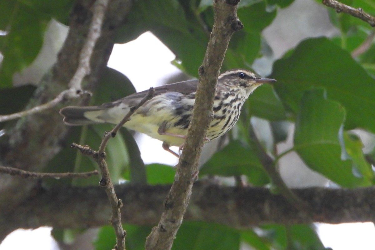 Northern Waterthrush - ML645814657