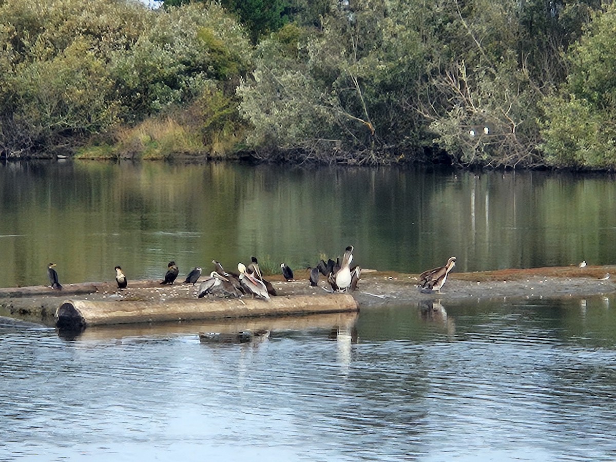 Brown Pelican - ML645814658