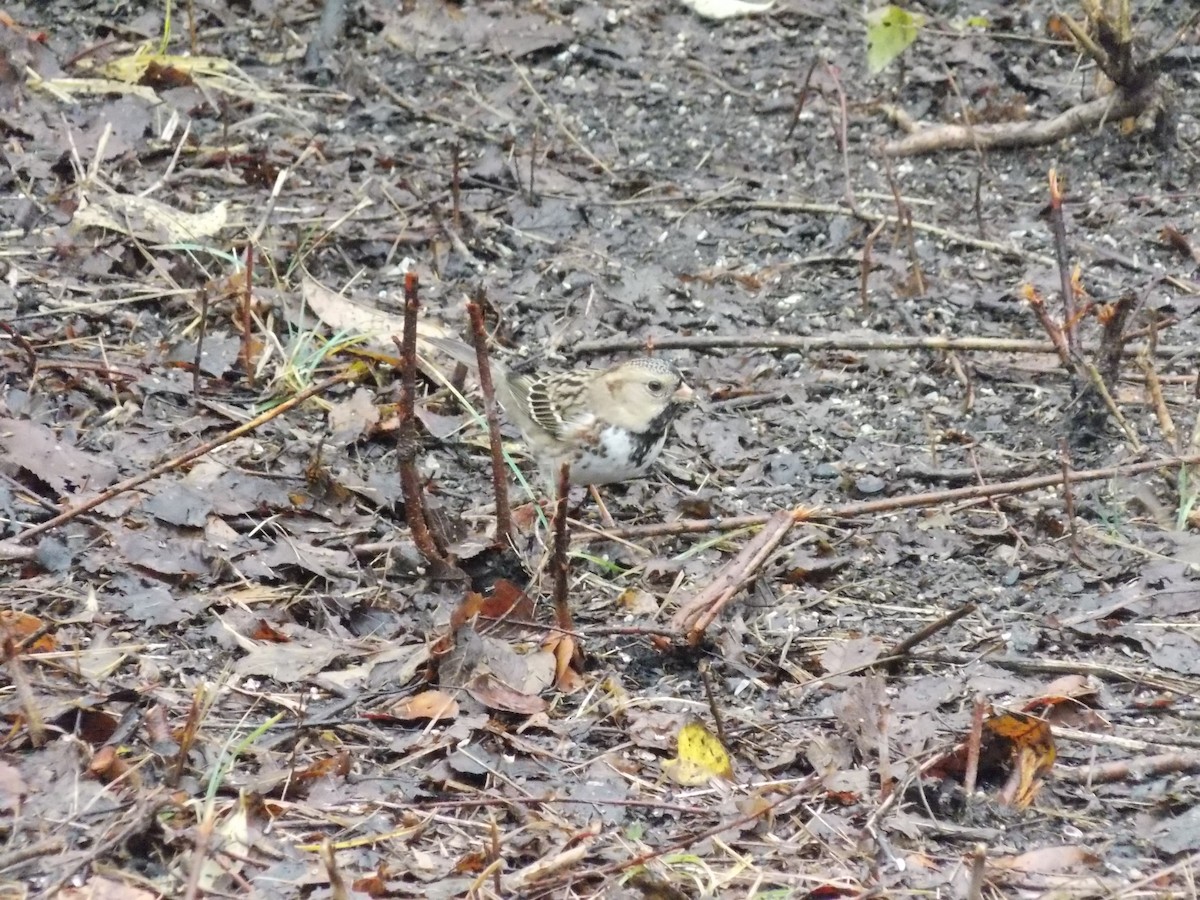 Harris's Sparrow - ML645814659