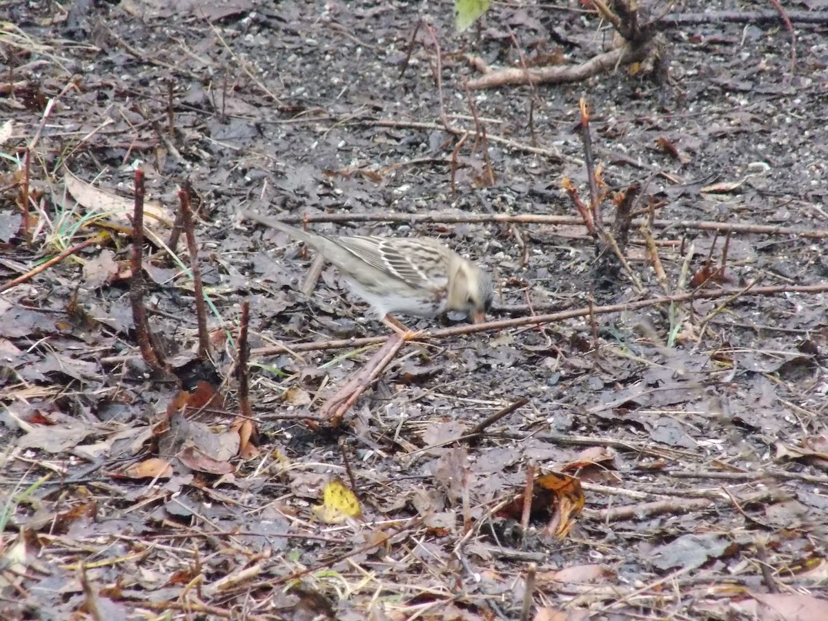 Harris's Sparrow - ML645814660