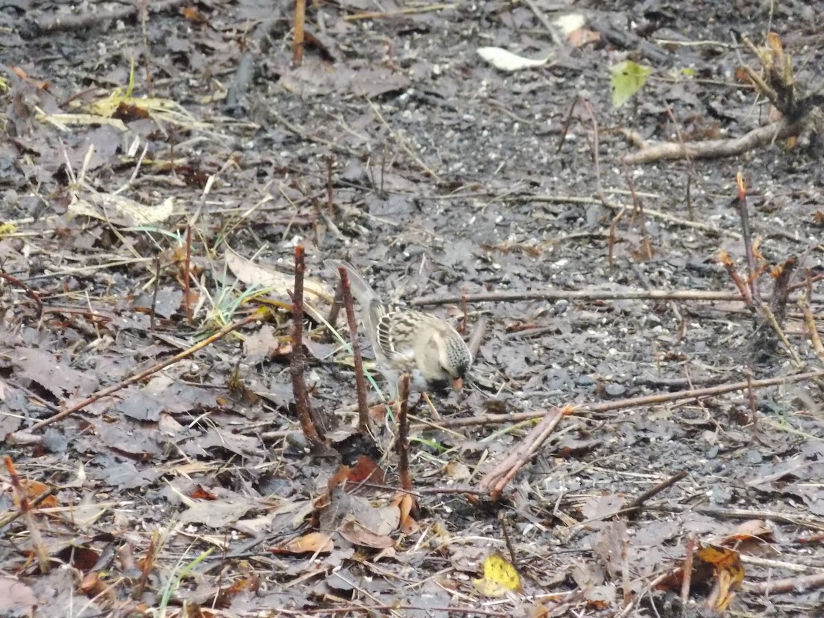 Harris's Sparrow - ML645814661