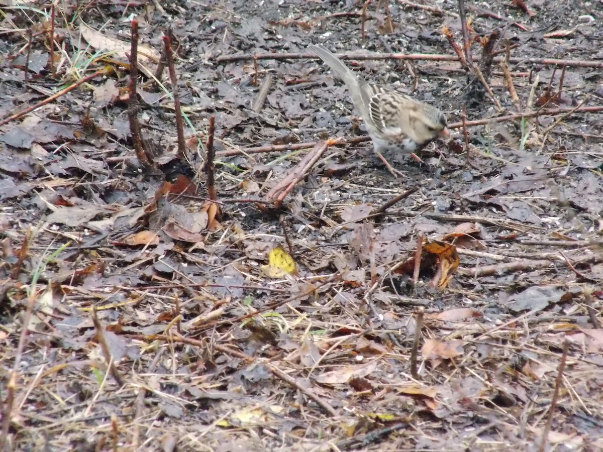 Harris's Sparrow - ML645814662