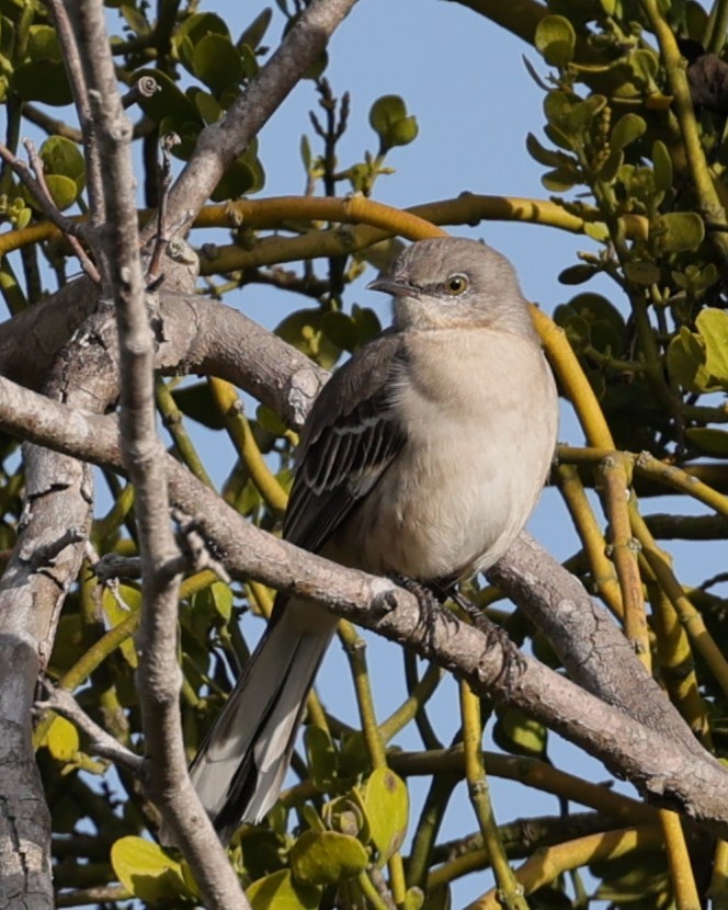 Northern Mockingbird - ML645814663