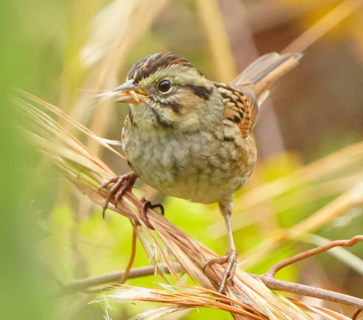 Swamp Sparrow - ML645814664