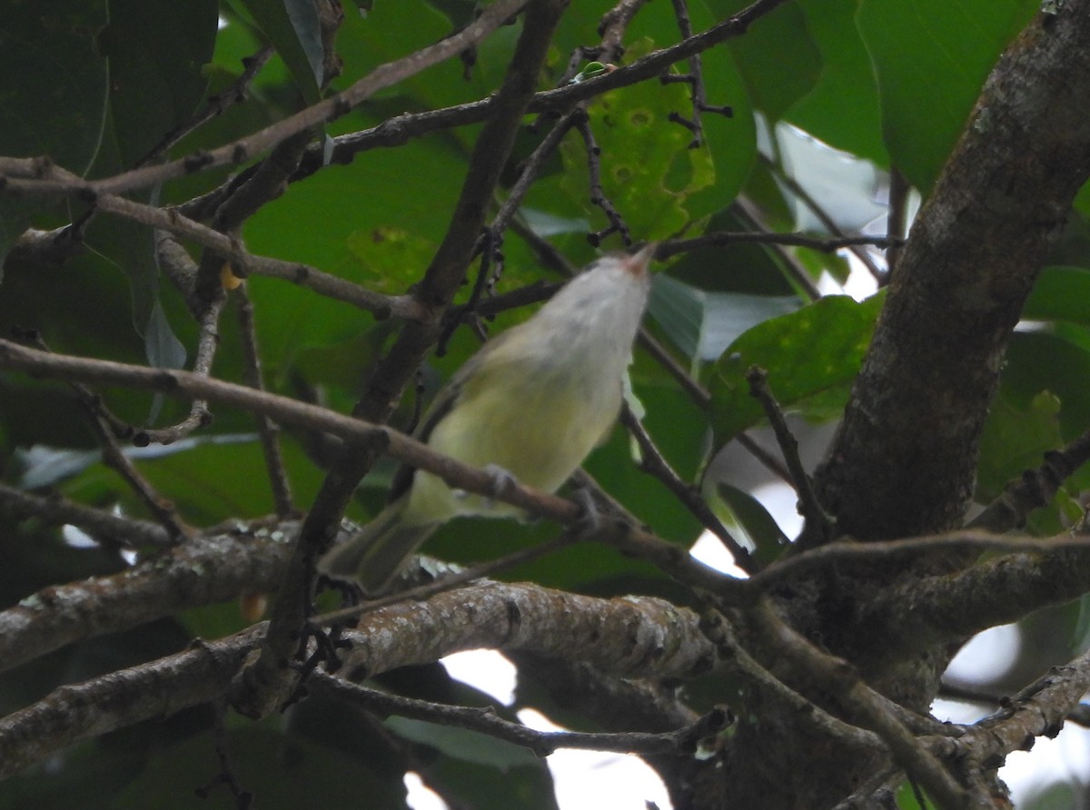 Brown-capped Vireo - ML645814665