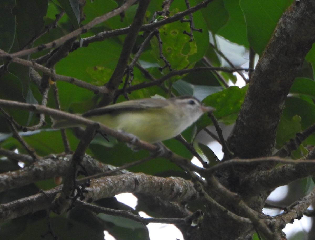 Brown-capped Vireo - ML645814666