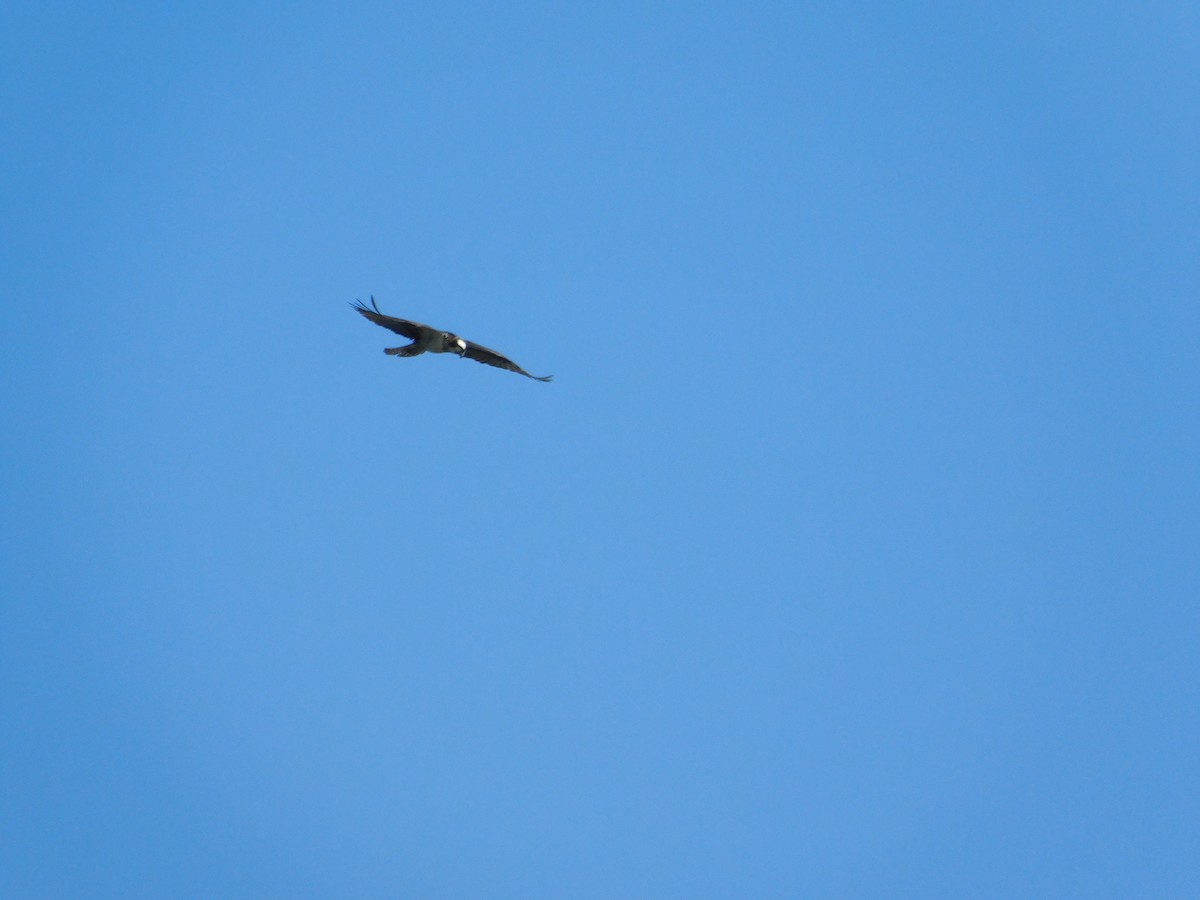 Turkey Vulture - ML645814667