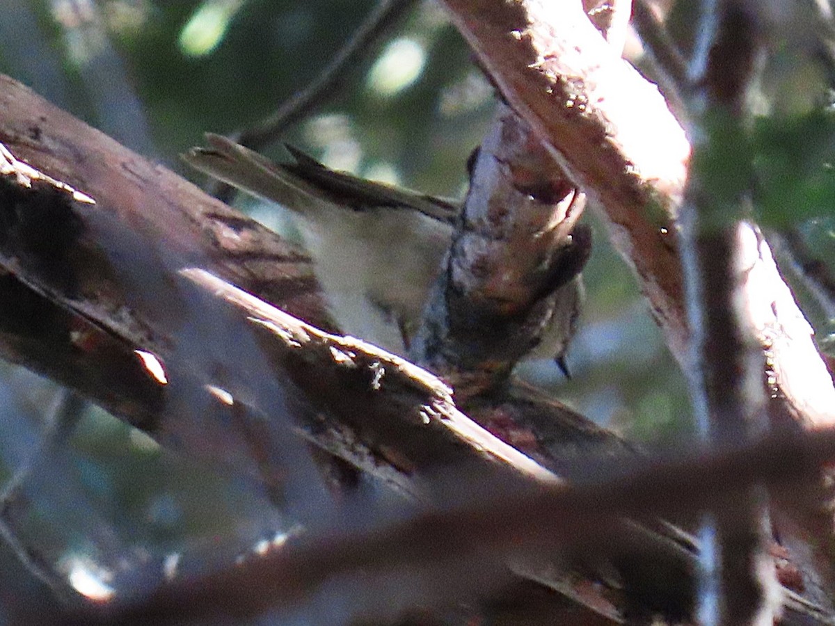 Golden-crowned Kinglet - ML645814668