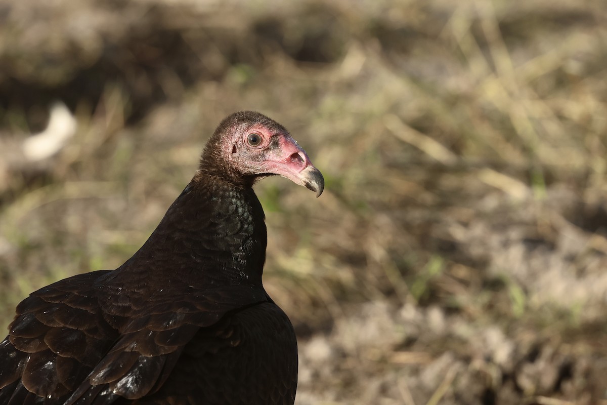 Turkey Vulture - ML645814669