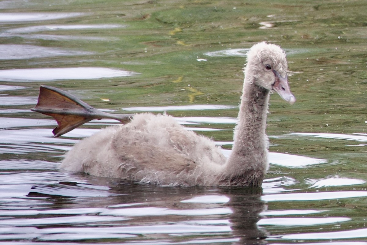 Black Swan - ML645814670