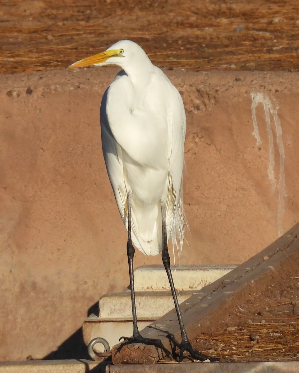 Koartza zuria - ML645814671