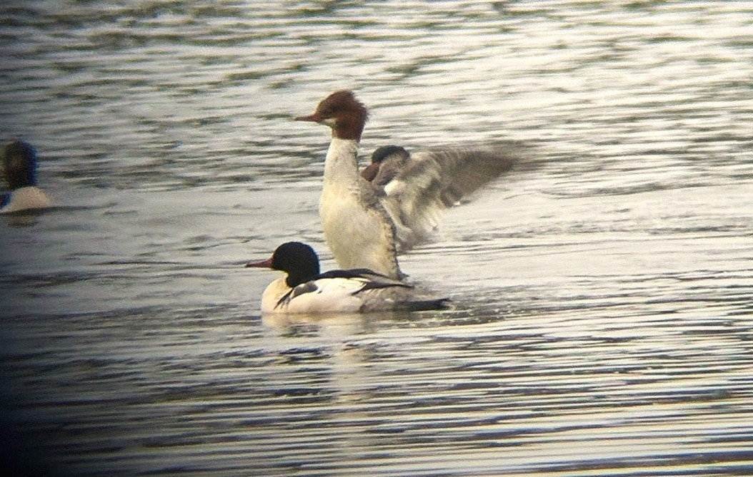 Common Merganser - ML645814673