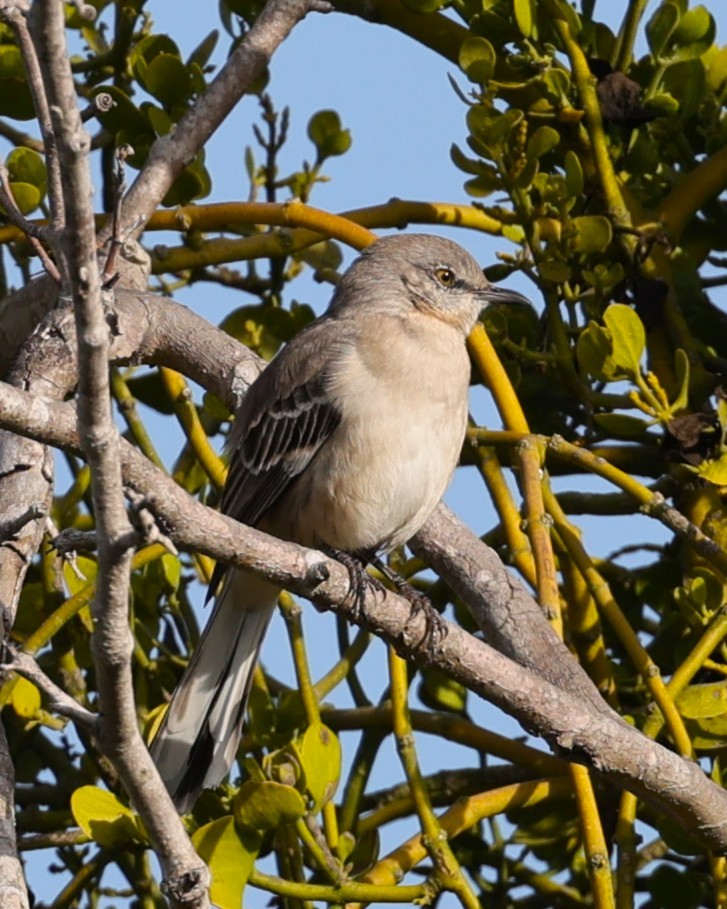 Northern Mockingbird - ML645814674