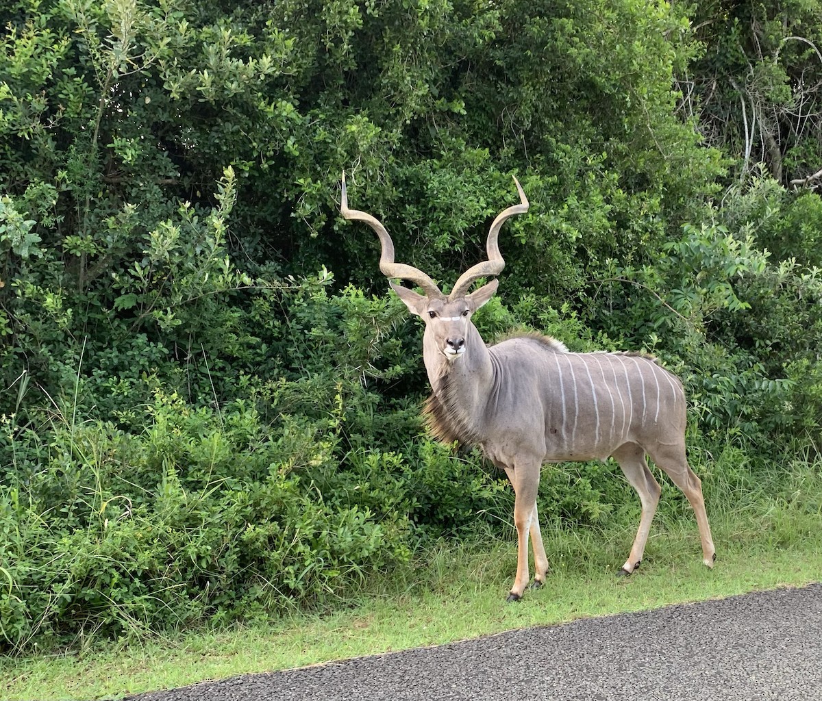 Greater Kudu - ML645814676