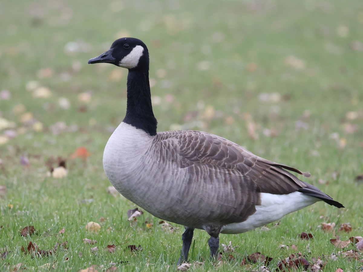 Canada Goose - ML645814677