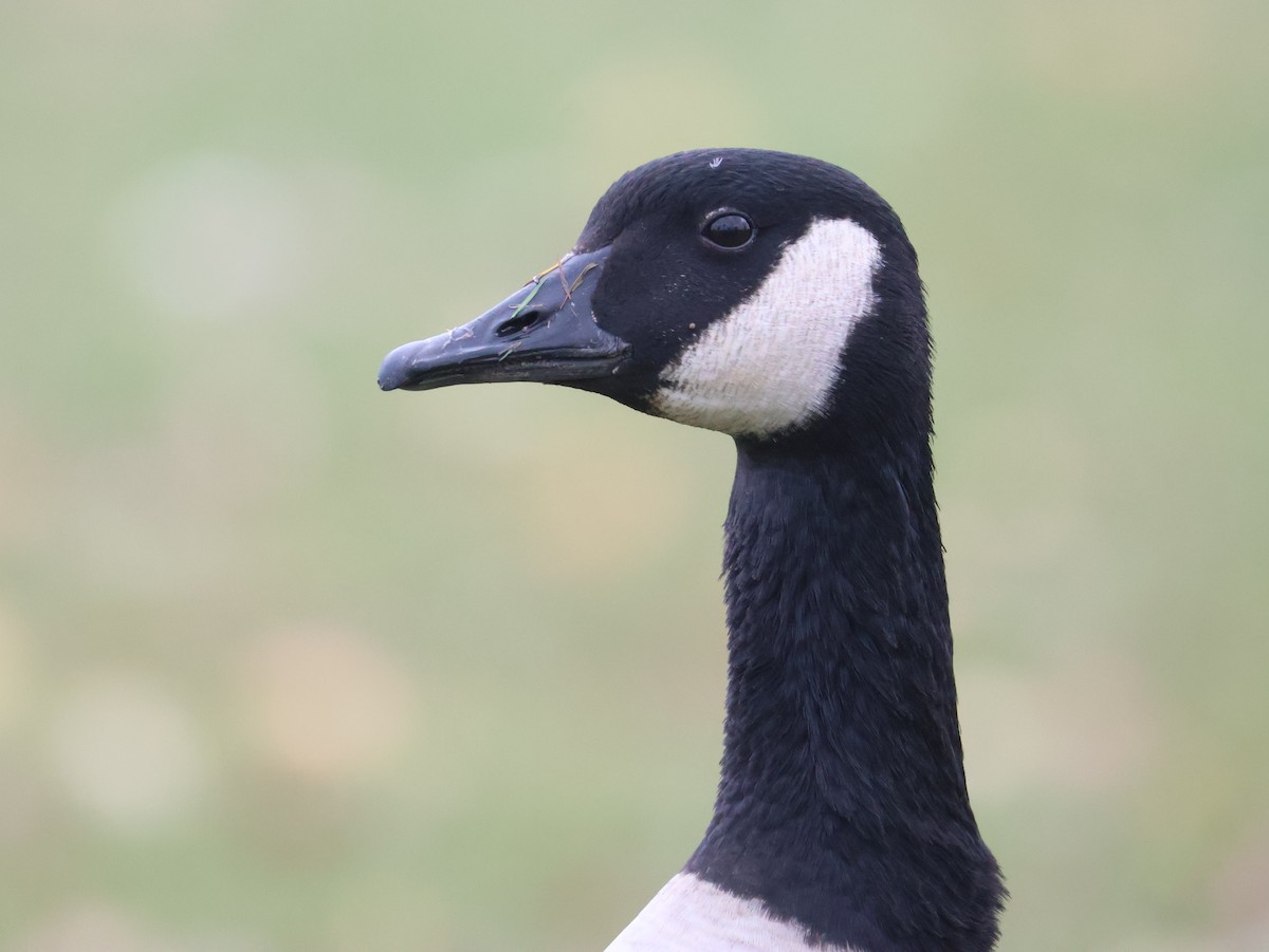 Canada Goose - ML645814678