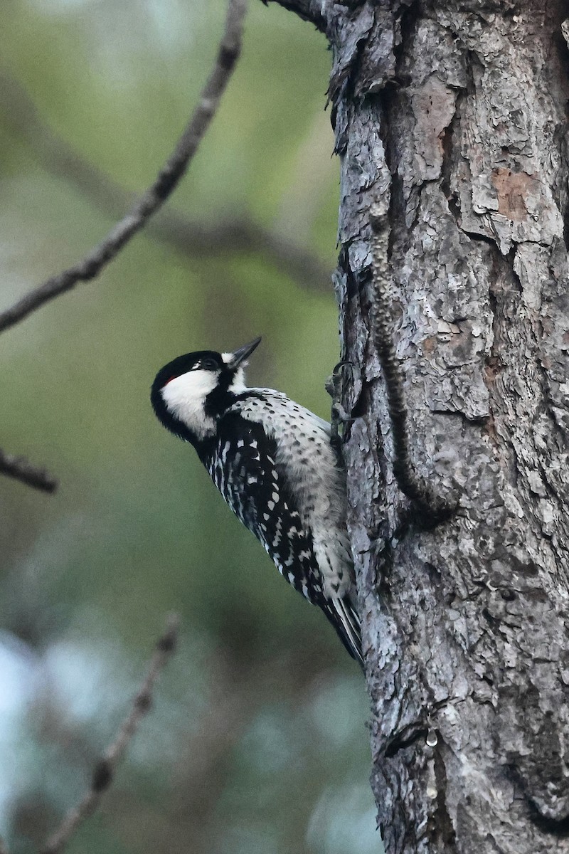 Ak Yanaklı Ağaçkakan - ML645814680