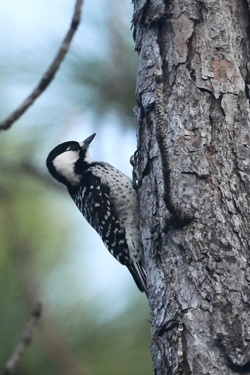 Ak Yanaklı Ağaçkakan - ML645814681