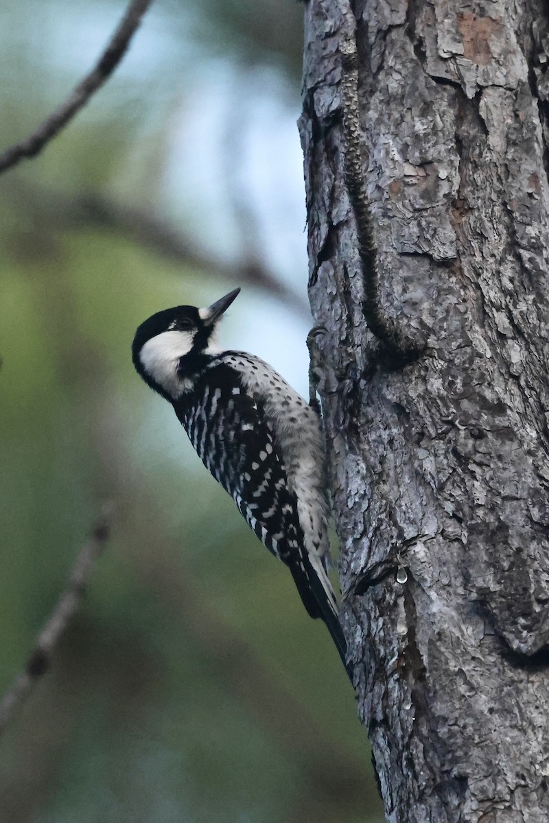 Ak Yanaklı Ağaçkakan - ML645814682