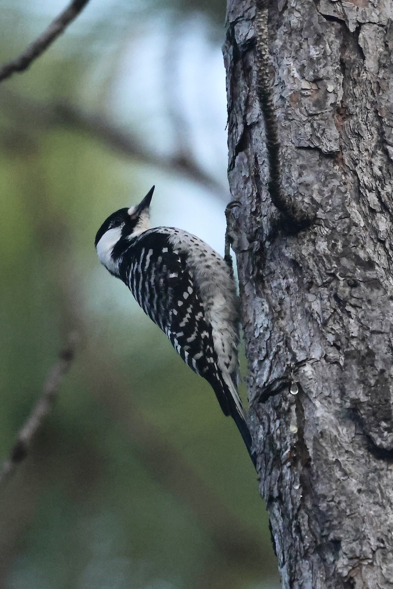 Ak Yanaklı Ağaçkakan - ML645814683