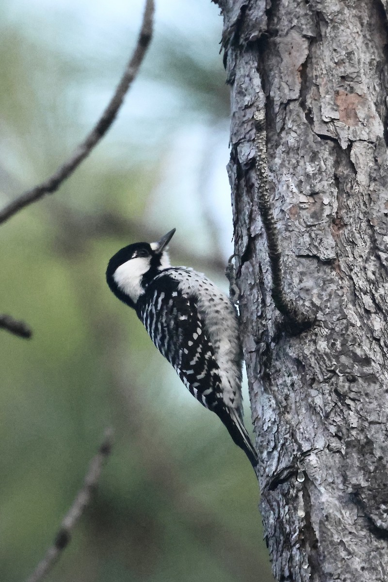 Ak Yanaklı Ağaçkakan - ML645814684