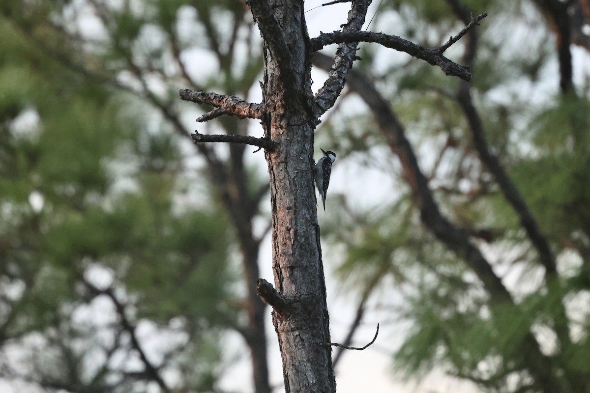 Ak Yanaklı Ağaçkakan - ML645814685