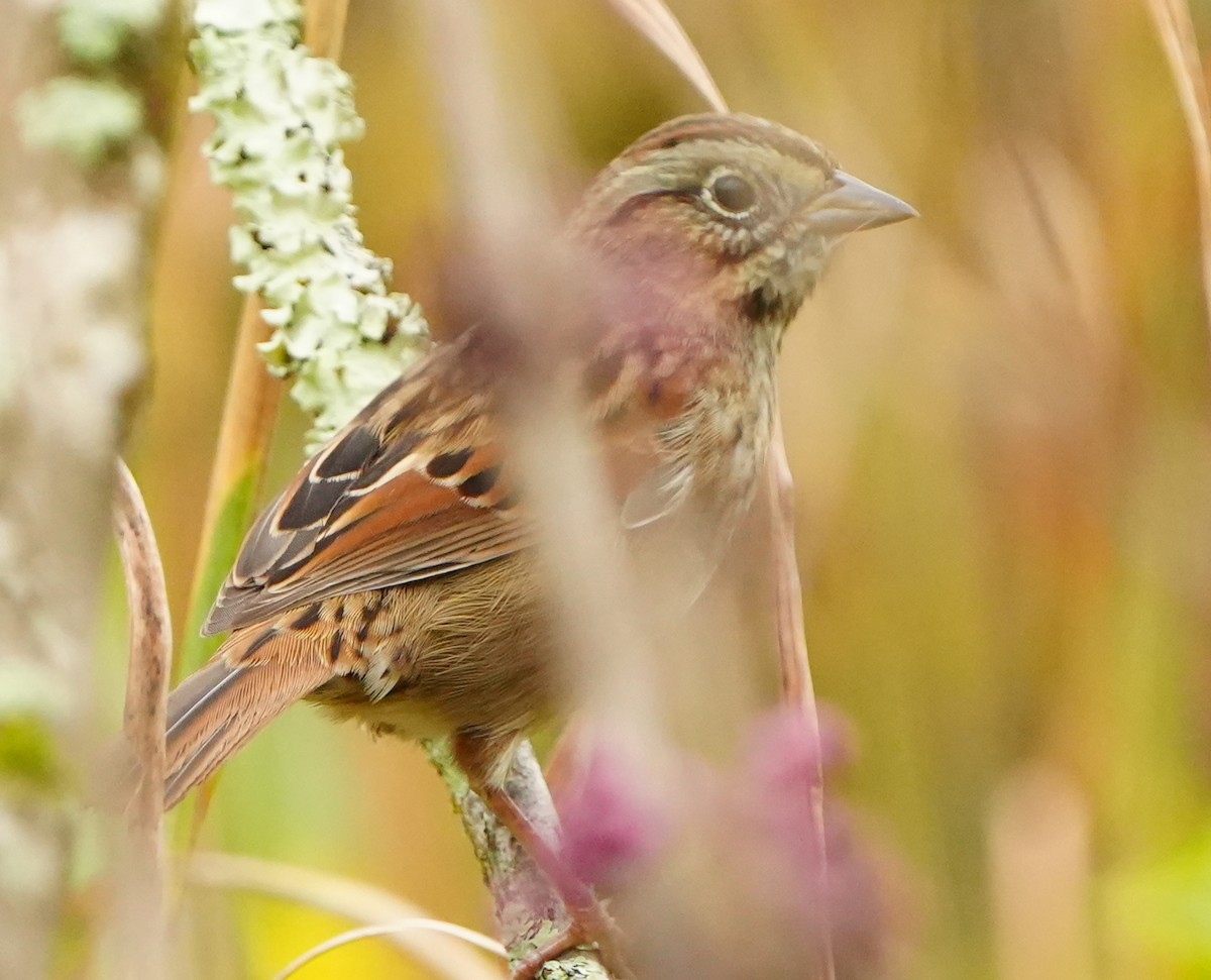 Bruant des marais - ML645814686