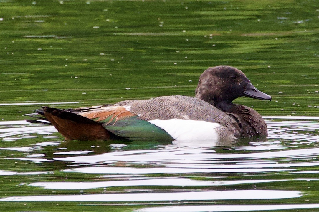 Tarro Maorí - ML645814688