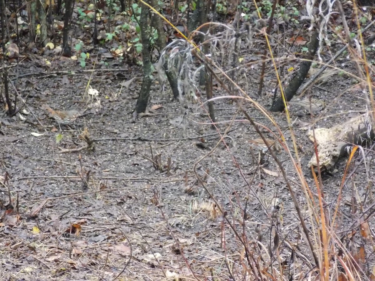 Fox Sparrow - ML645814690