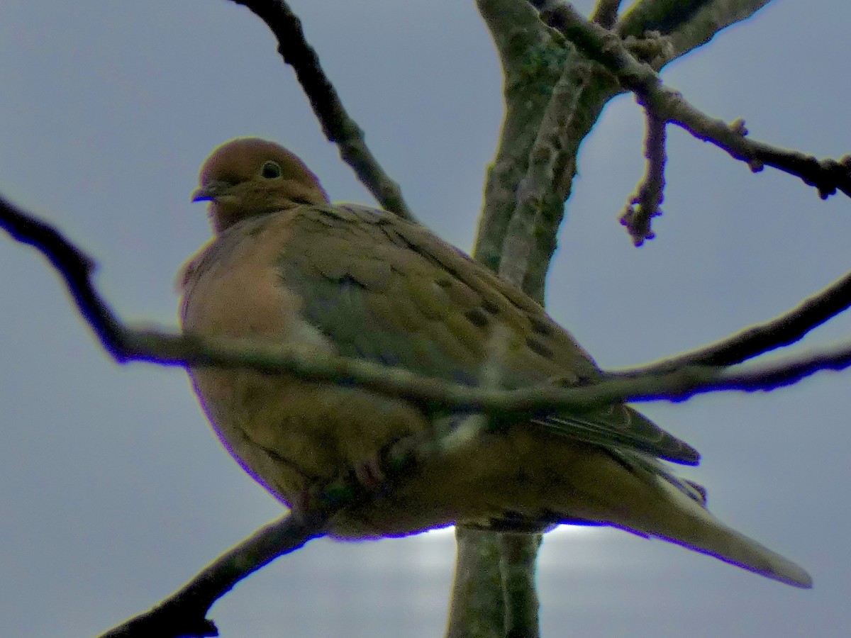 ナゲキバト - ML645814691