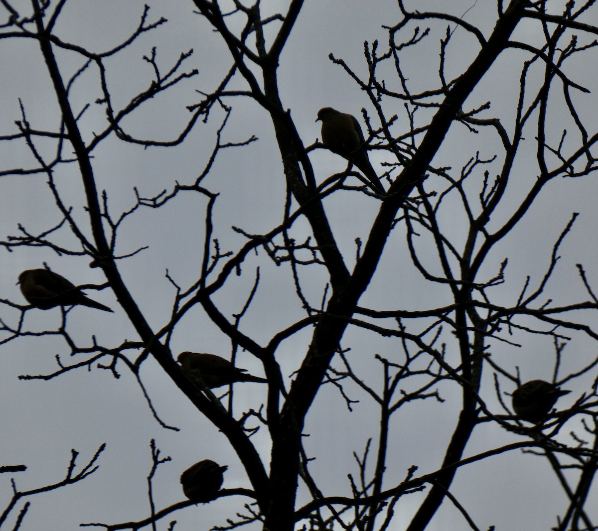 ナゲキバト - ML645814692