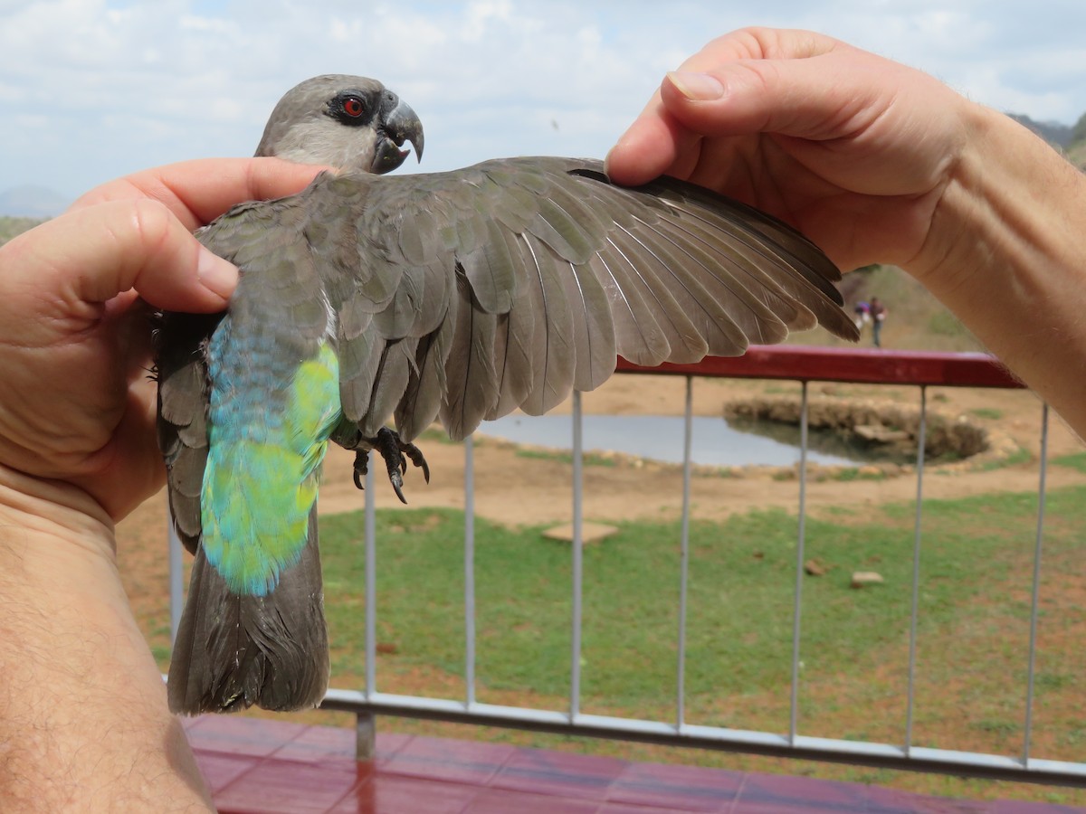 oransjebukpapegøye - ML645814695