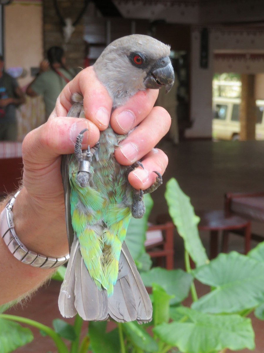 oransjebukpapegøye - ML645814696