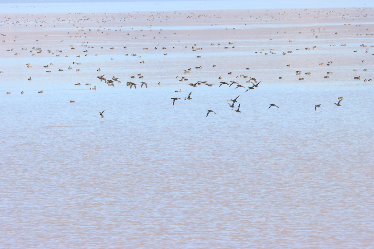 Cinnamon Teal - ML645814706