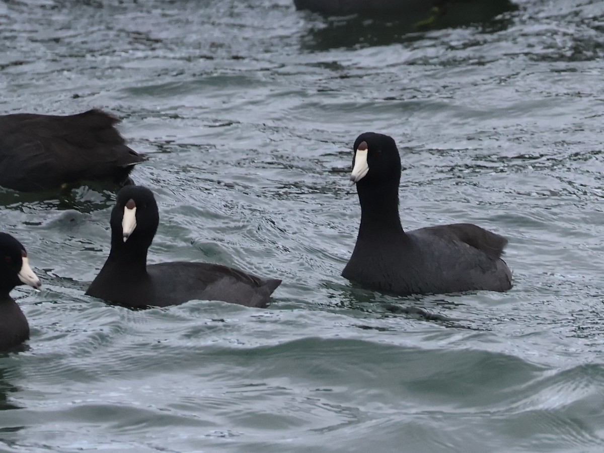 American Coot (Red-shielded) - ML645814707