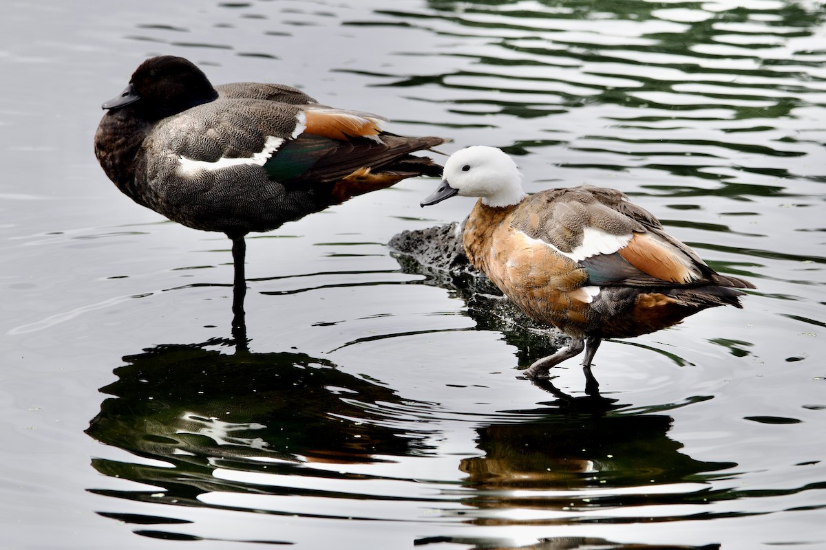 Tarro Maorí - ML645814708