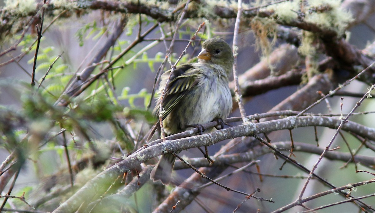 Antillean Siskin - ML64581471