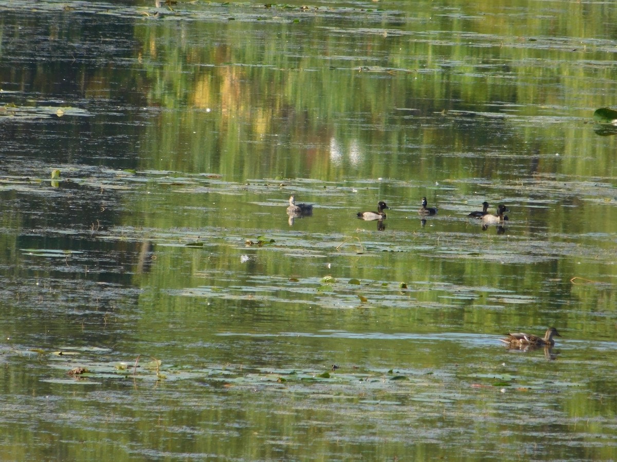 Ring-necked Duck - ML645814717