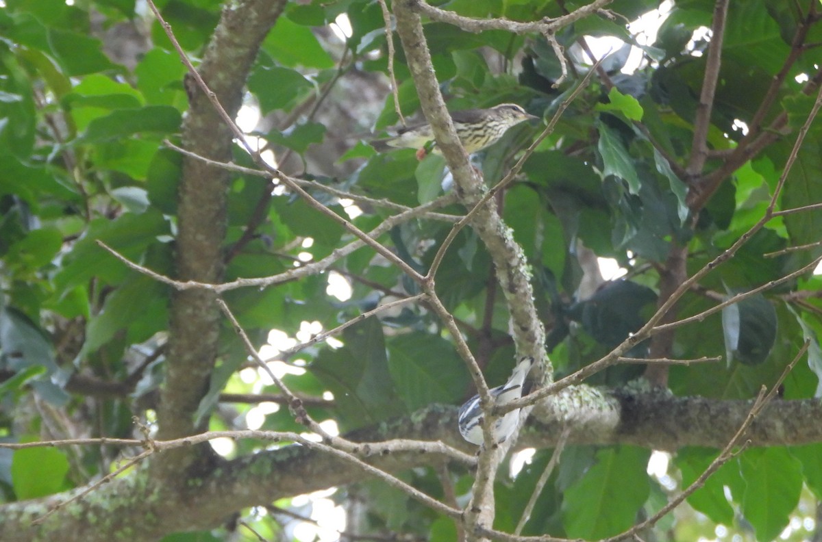 Northern Waterthrush - ML645814725