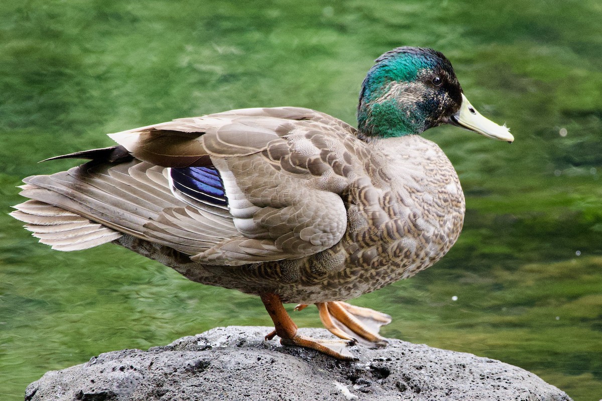 Mallard - ML645814728