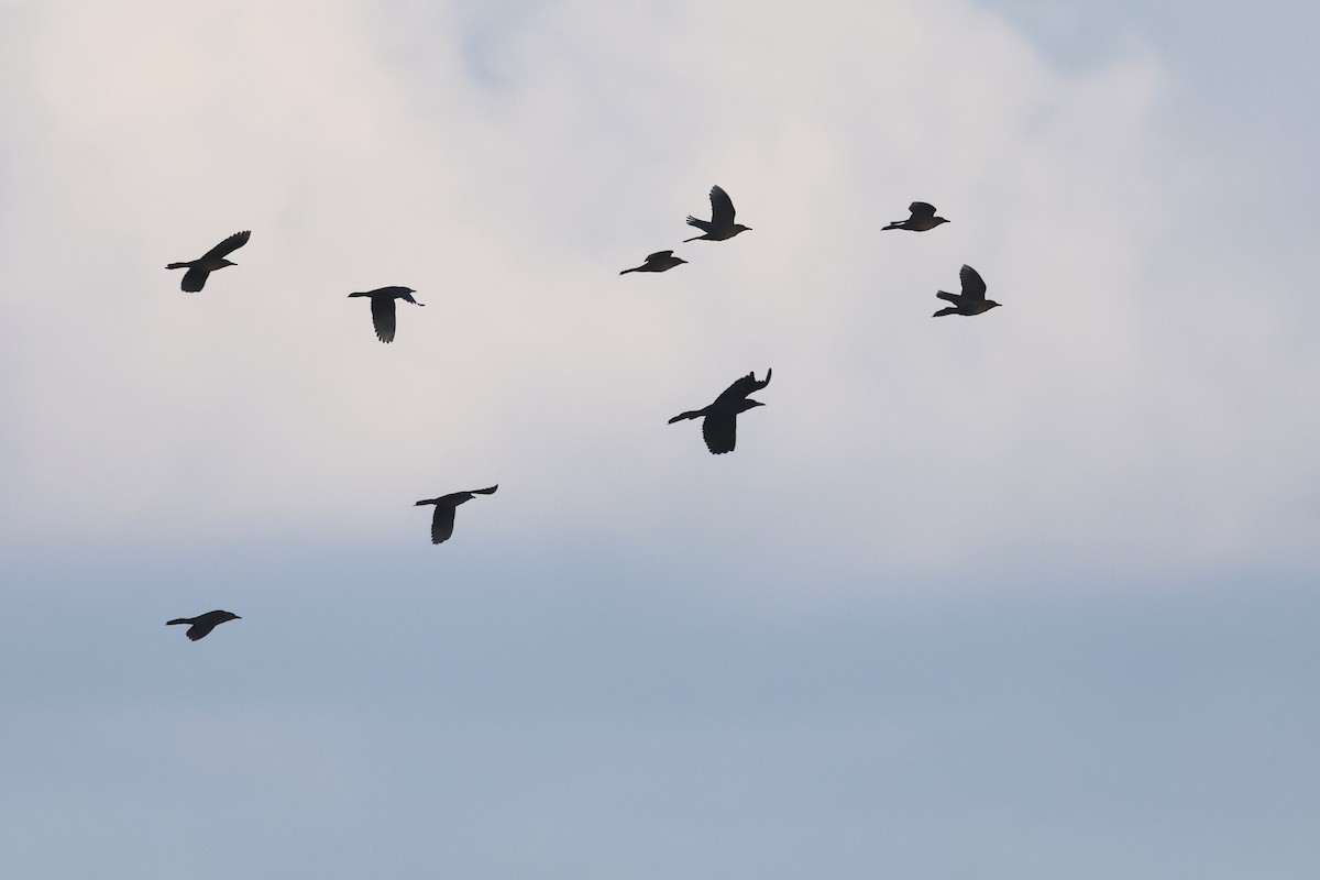 Denizci Kiskal - ML645814732