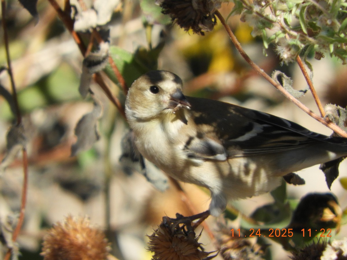 čížek žlutý - ML645814737