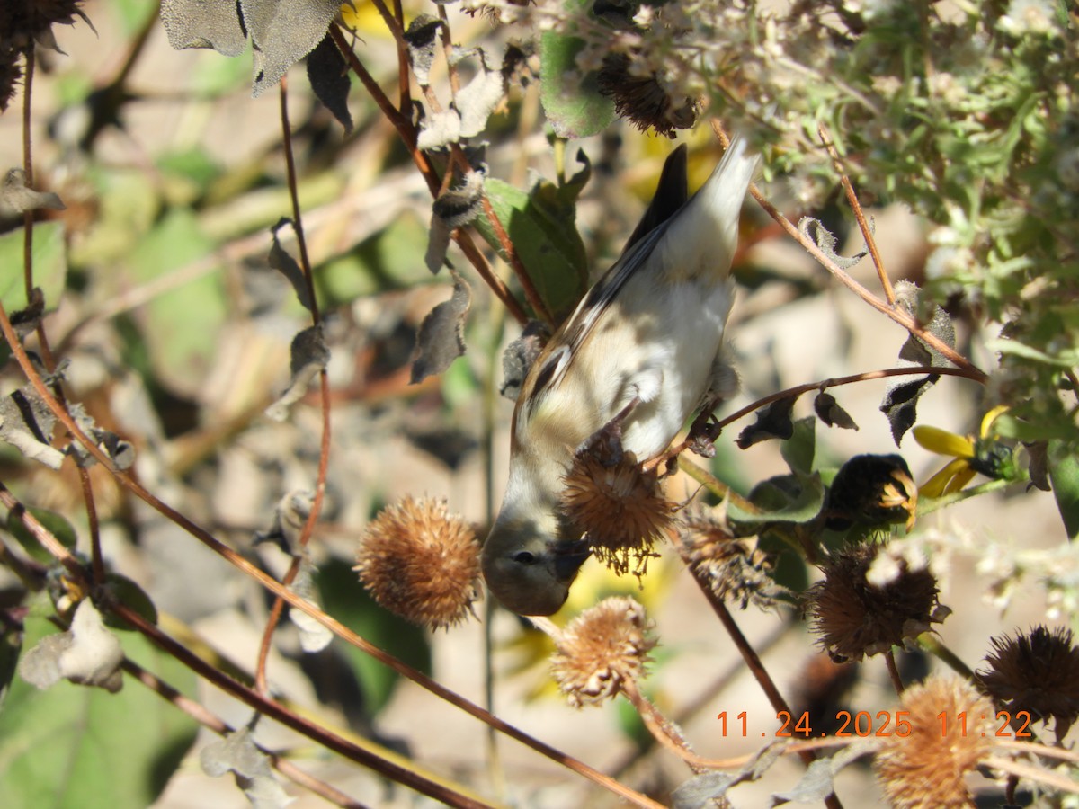 čížek žlutý - ML645814738