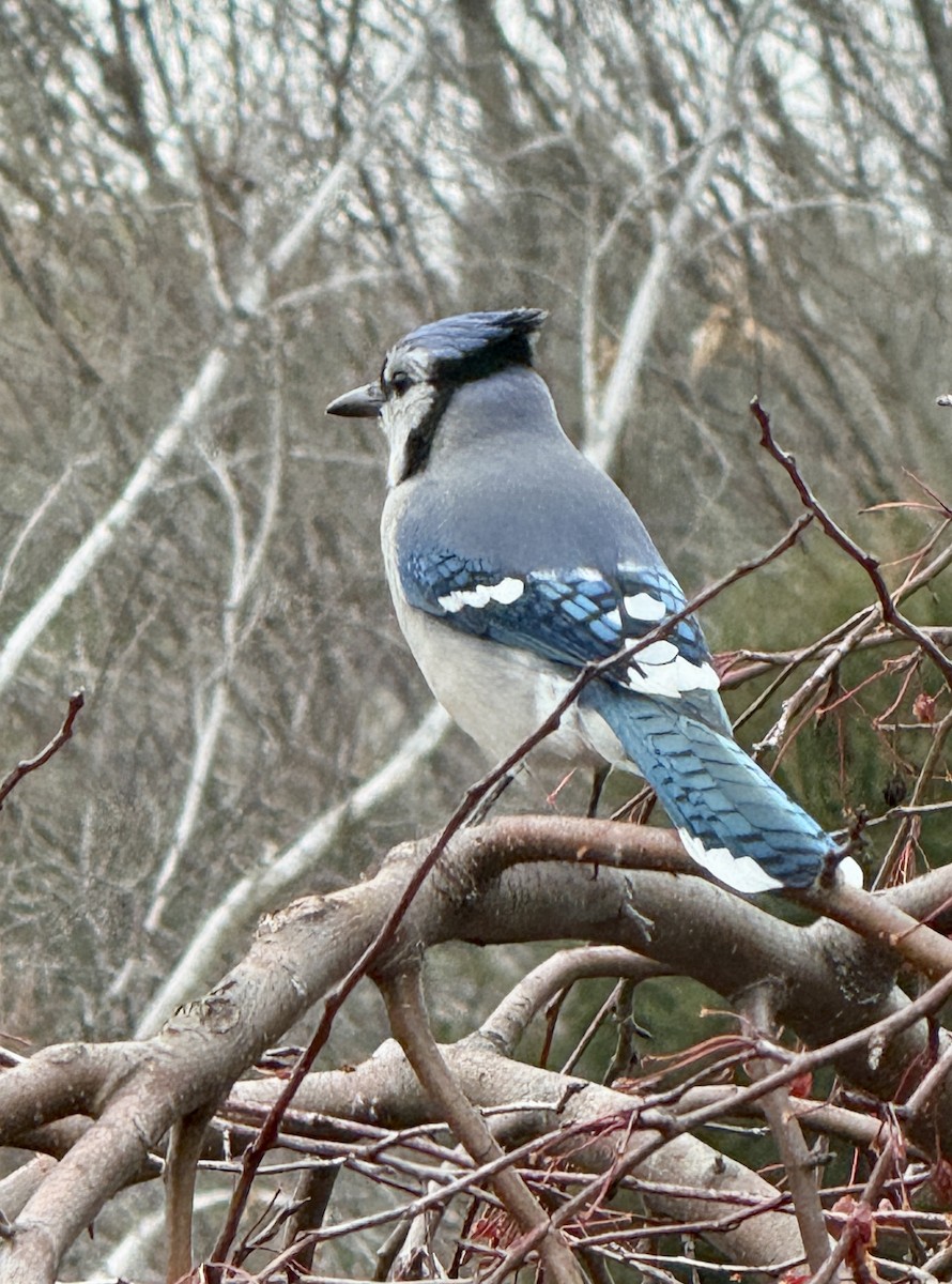 Blue Jay - ML645814740